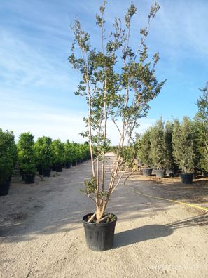Kreppmyrte - Lagerstroemia indica Rosa - 450-500 cm inkl. Topf