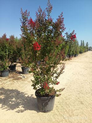Kreppmyrte - Lagerstroemia indica rot - 215-240 cm inkl. Topf