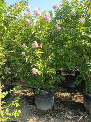Kreppmyrte - Lagerstroemia indica rosa - 220-240 cm