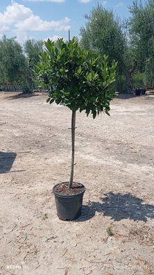 Echter Lorbeer - Laurus nobilis auf Stamm - 145 cm inkl. Topf