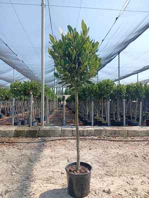Echter Lorbeer - Laurus nobilis auf Stamm - 130-150 cm inkl. Topf