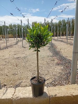 Echter Lorbeer - Laurus nobilis auf Stamm - 80 cm inkl. Topf