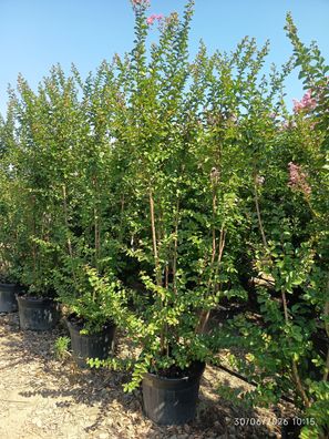Kreppmyrte - Lagerstroemia indica Rosa - 190-210 cm inkl. Topf