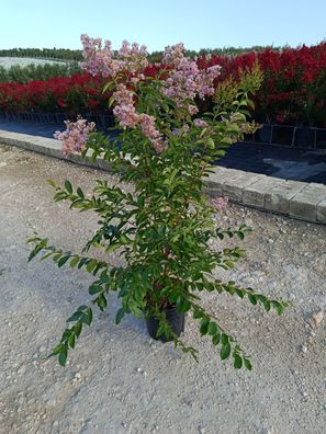 Kreppmyrte - Lagerstroemia Muskogee - 120-140 cm inkl. Topf