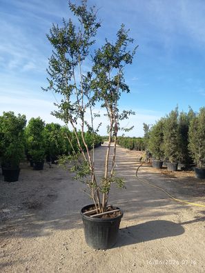 Kreppmyrte - Lagerstroemia indica - 450 cm inkl. Topf