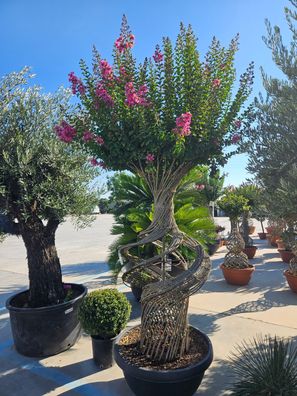 Kreppmyrte - Lagerstroemia indica spirale - 320 cm inkl. Topf