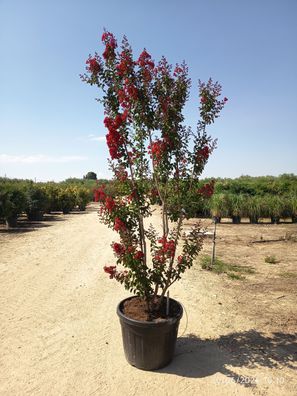 Kreppmyrte - Lagerstroemia indica rot - 300-350 cm inkl. Topf