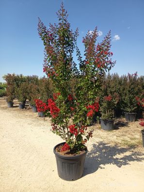 Kreppmyrte - Lagerstroemia indica - 215-240 cm inkl. Topf
