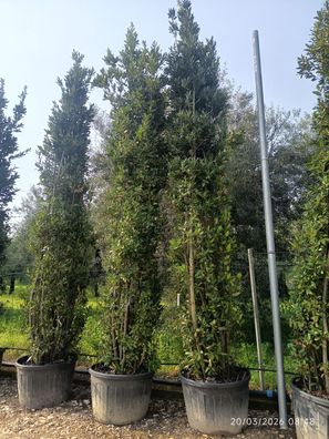 Echter Lorbeer - Laurus nobilis - 550 cm inkl. Topf