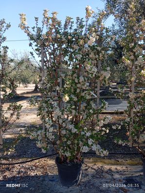 Pflanze - Malus perpetu evereste (Melo da fiore) - 230 cm