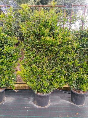 Pflanze - Liguster - Ligustrum texanum Spalier - 205-220 cm inkl. Topf