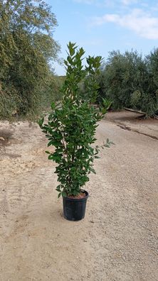 Echter Lorbeer - Laurus nobilis - 210-230 cm inkl. Topf