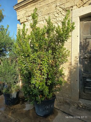Echter Lorbeer - Laurus nobilis - 275-325 cm inkl. Topf
