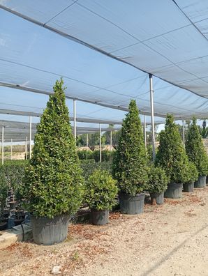 Echter Lorbeer - Laurus nobilis - 250-270 cm inkl. Topf