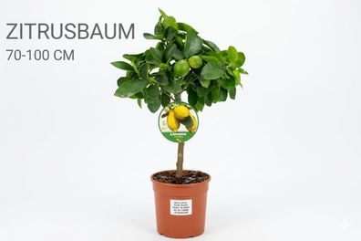Zitronenbaum Citrus limon 70-100 cm