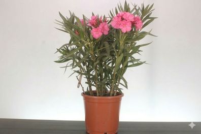 Rosa Oleander Busch 70-100 cm