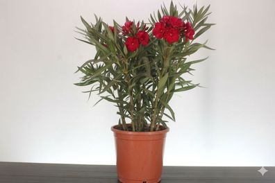 Roter Oleander Busch 70-100 cm