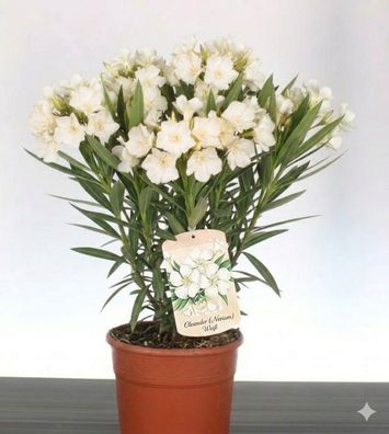 Nerium Oleander Weiß ca. 40-50 cm