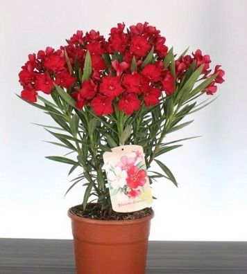 Nerium Oleander Rot ca. 40-50cm