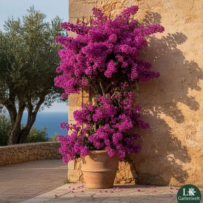 Bougainvillea Mediterrane Solitär-Pracht 160 cm