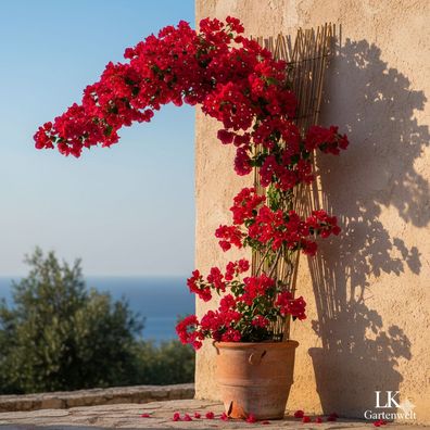 Bougainvillea Scarlet O'Hara