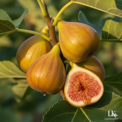 Goutte d'Or Feige 70-100 cm