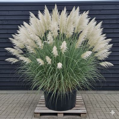 Pampasgras Cortaderia selloana XXL Solitär