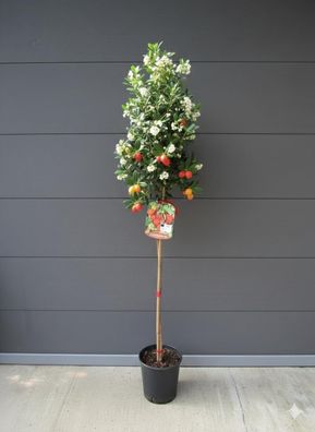 Arbutus unedo Westlicher Erdbeerbaum 140-170cm