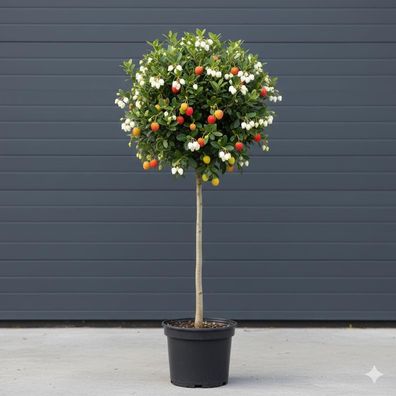 Arbutus unedo Erdbeerbaum Mini-Stamm 60-80cm