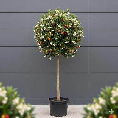 Arbutus Unedo XXL Erdbeerbaum 160-180cm