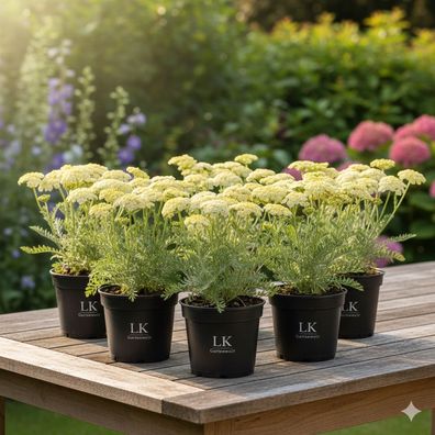 Achillea Hella Glashoff 6er-Set