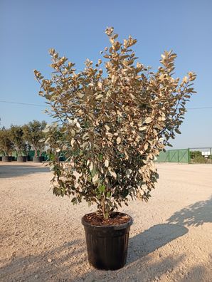 Ölweide - Eleagnus ebbingei compacta - 155 cm inkl. Topf kaufen