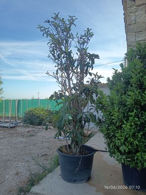 Japanische Wollmispel - Eriobotrya japonica (Nespolo del giappon - 300 cm kaufen