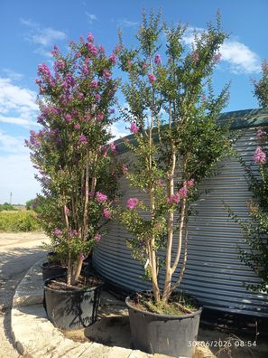 Kreppmyrte - Lagerstroemia Rotviolett indica - 350-400cm inkl. Topf kaufen