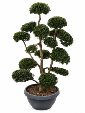 Stechpalme - Ilex crenata kinme bonsai pon pon - 150 cm inkl. Topf kaufen