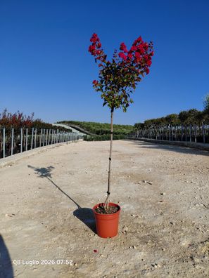 Kreppmyrte - Lagerstroemia indica Fusto dynamite - 120-150 cm inkl. Topf kaufen