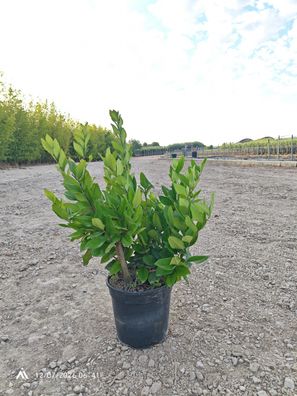 Pflanze - Gartenpflanze - 2x Ligustrum texanum - 60 cm inkl. Topf kaufen
