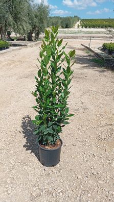 Echter Lorbeer - Lorbeer - Laurus nobilis - 140 cm inkl. Topf kaufen