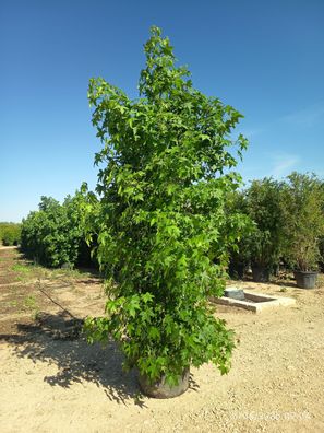 Pflanze - Gartenpflanze - Liquidambar styraciflua - 275 cm inkl. Topf kaufen