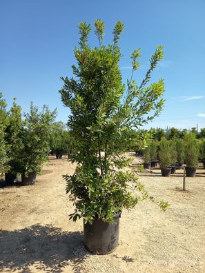 Echter Lorbeer - Lorbeer - Laurus nobilis - 350-400 cm inkl. Topf kaufen