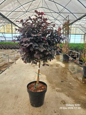 Pflanze - Gartenpflanze - Loropetalum Black Pearl Stamm - 80-100 cm inkl. Topf k