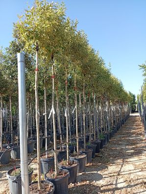 Pflanze - Liguster - Ligustrum japonicum variegatum - 300 cm inkl. Topf kaufen