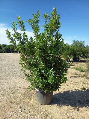 Echter Lorbeer - Lorbeer - Laurus nobilis - 225 cm inkl. Topf kaufen
