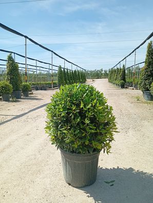 Echter Lorbeer - Lorbeer - Laurus nobilis Kugel 55 - 90 cm inkl. Topf kaufen