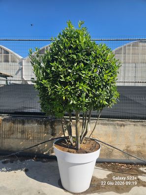 Echter Lorbeer - Lorbeer - Laurus nobilis Mehrstämmig - 220 cm inkl. Topf kaufen