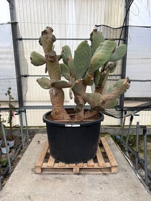 Gartenpflanze - XXL Opuntia ficus Feigenkaktus - 180 cm inkl. Topf kaufen