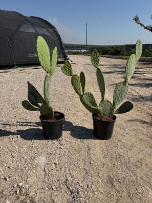 Opuntia ficus indica Feigenkaktus - 70 cm inkl. Topf kaufen