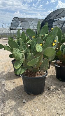 Gartenpflanze - XXL Opuntia ficus indica Feigenkaktus - 180-200 cm kaufen