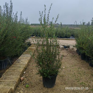 Pflanze - Gartenpflanze - Phillyrea angustifolia - 155-175 cm inkl. Topf kaufen
