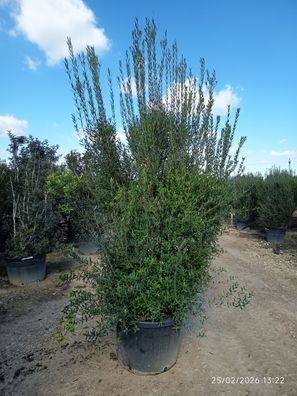 Pflanze - Gartenpflanze - Phillyrea angustifolia - 300 cm inkl. Topf kaufen